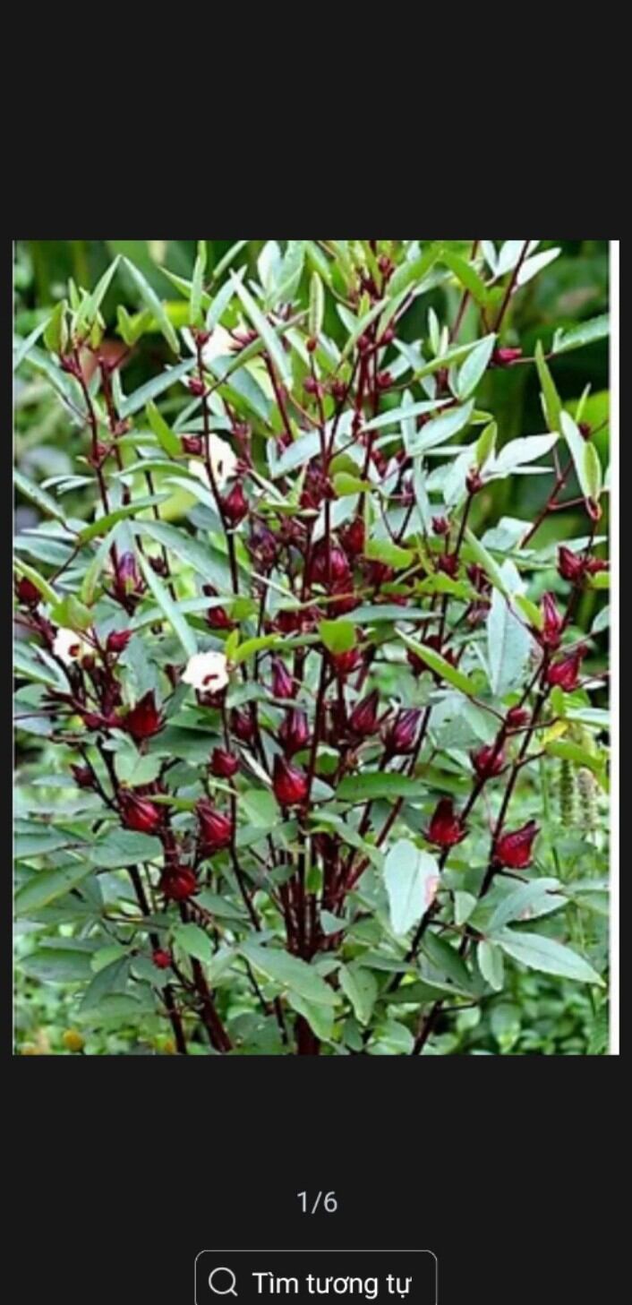 40 hạt giống cây hoa atiso đỏ( bụp giấm)