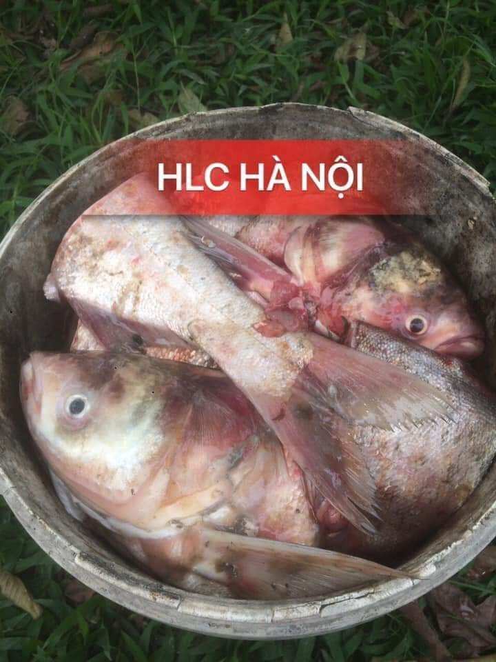 Chế phẩm sinh học men ủ cả và đậu tương N07 HLC