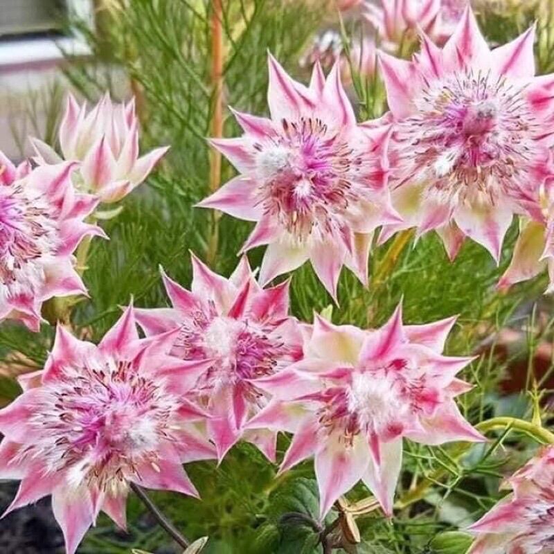 Chuẩn hoa 🌹 tết 🌸hạt giống hoa má hồng