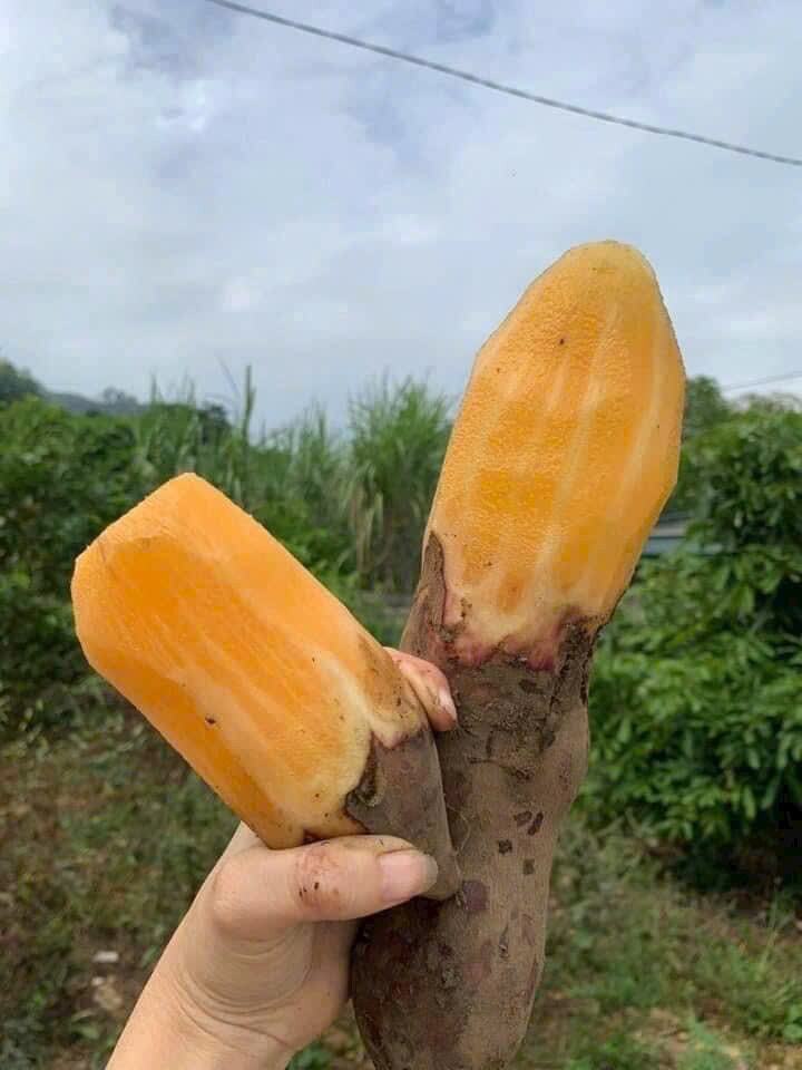 3kg khoai sâm đất ngọt giòn mộng nước