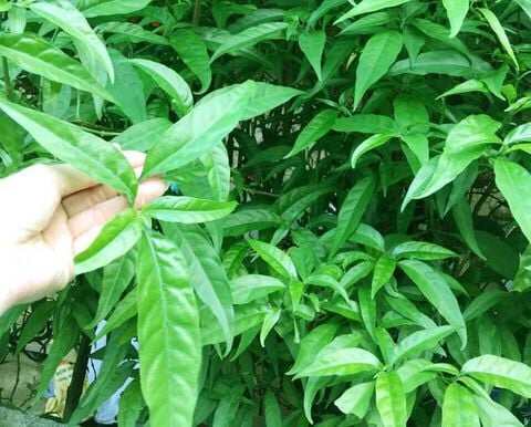 1 kg cây xương khỉ