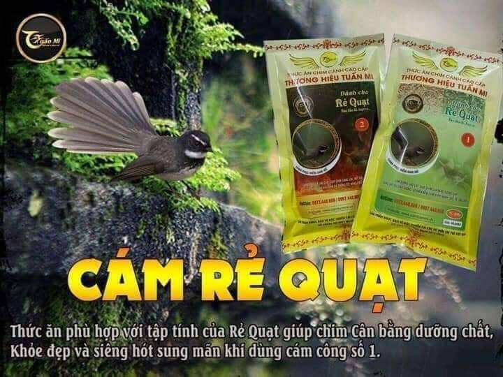 Cám Rẻ Quạt Số 2 ( Tuấn Mi )