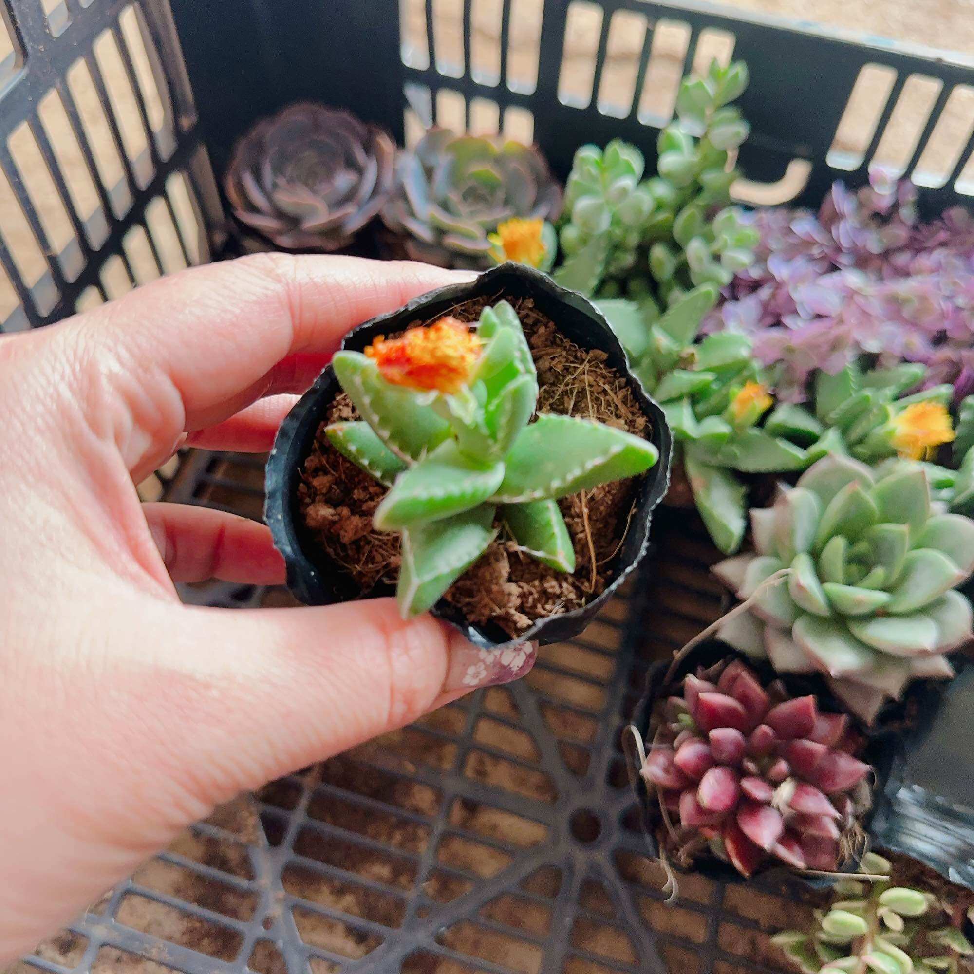 Sen đá hàm cá mập size bầu 3-5cm