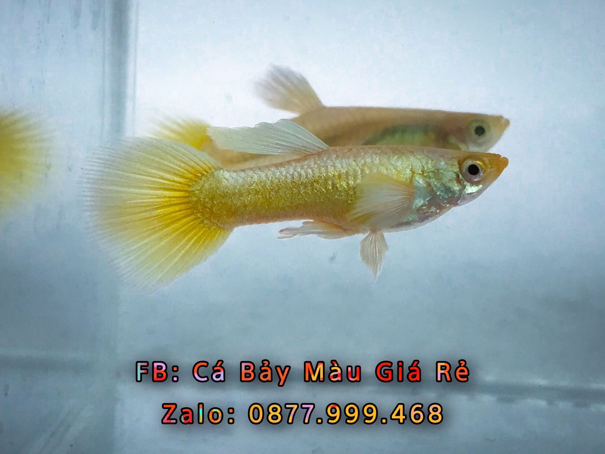 3 Cặp full gold