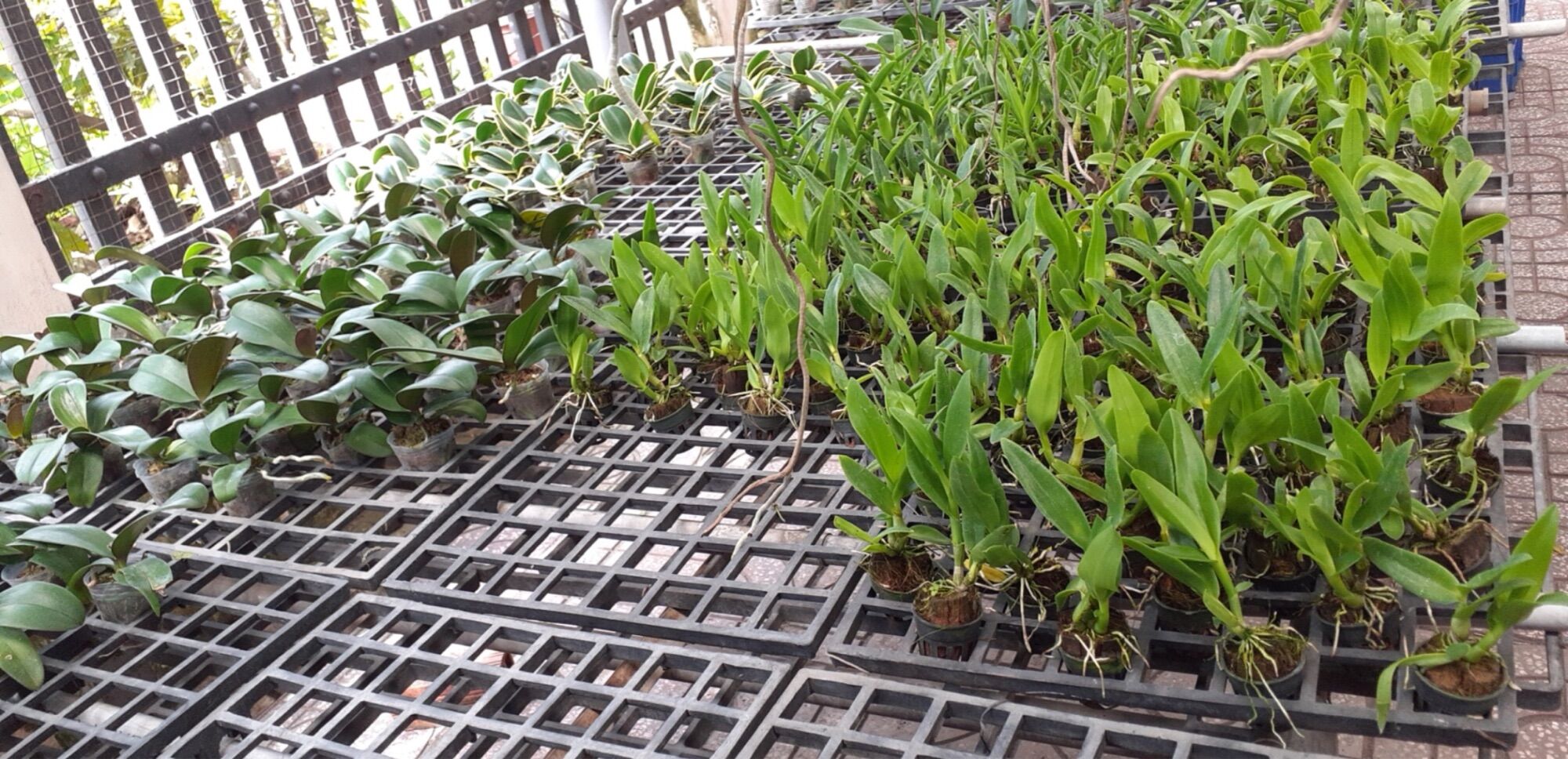 Dendro 3 Vàng 3 Đỏ - Cây Con