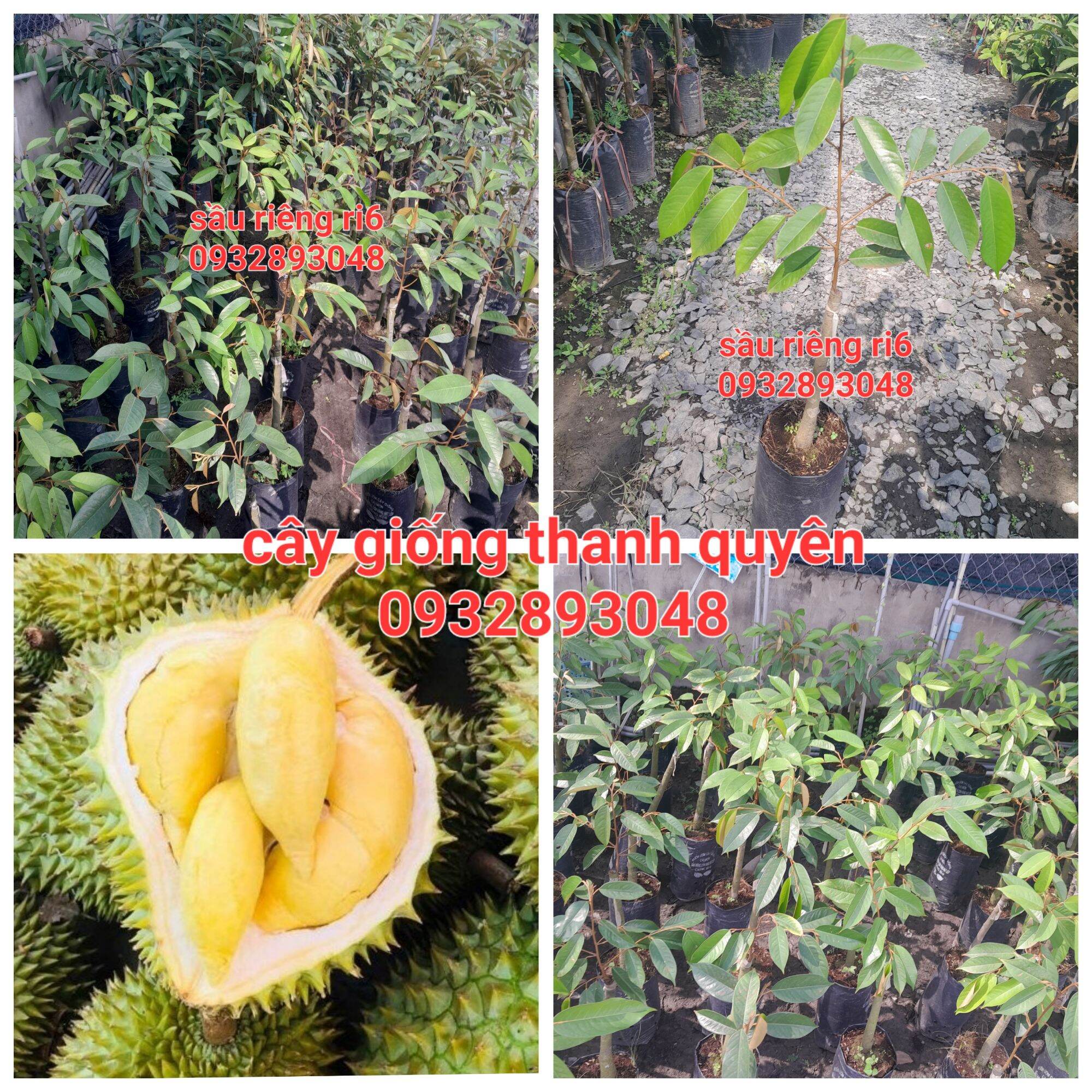 Cây giống sầu riêng ri6 cơm vàng hạt lép.cây ghép chuẩn giống f1
