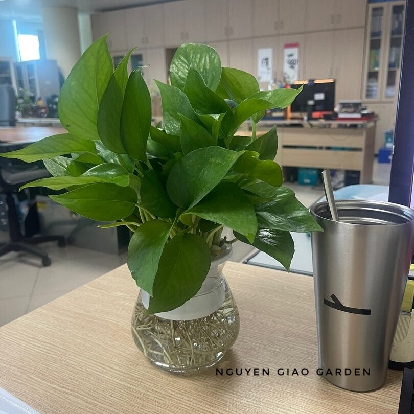 Cây Trầu Bà Thủy Sinh