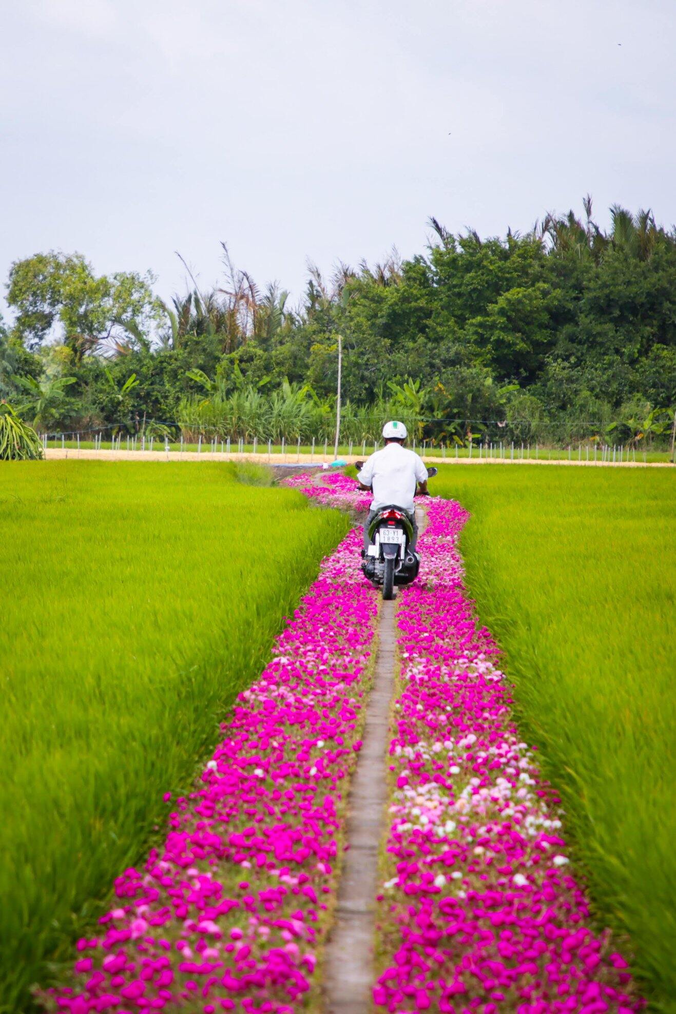 10 cành hoa mười giờ mix màu