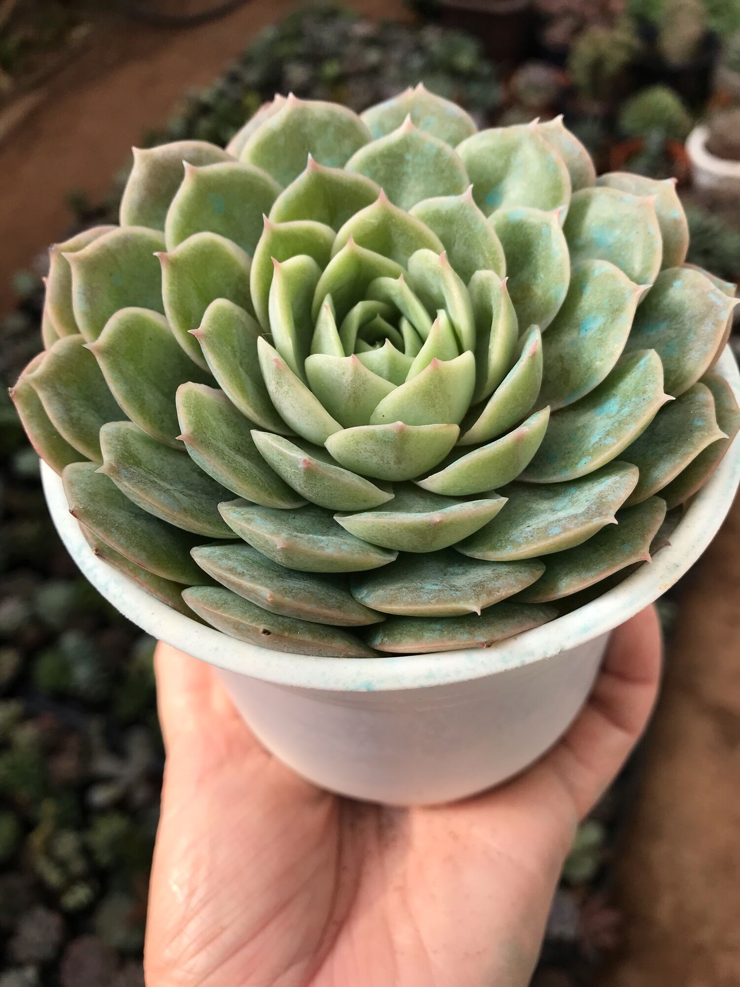 Sen đá hồng ngọc bích cute size trung