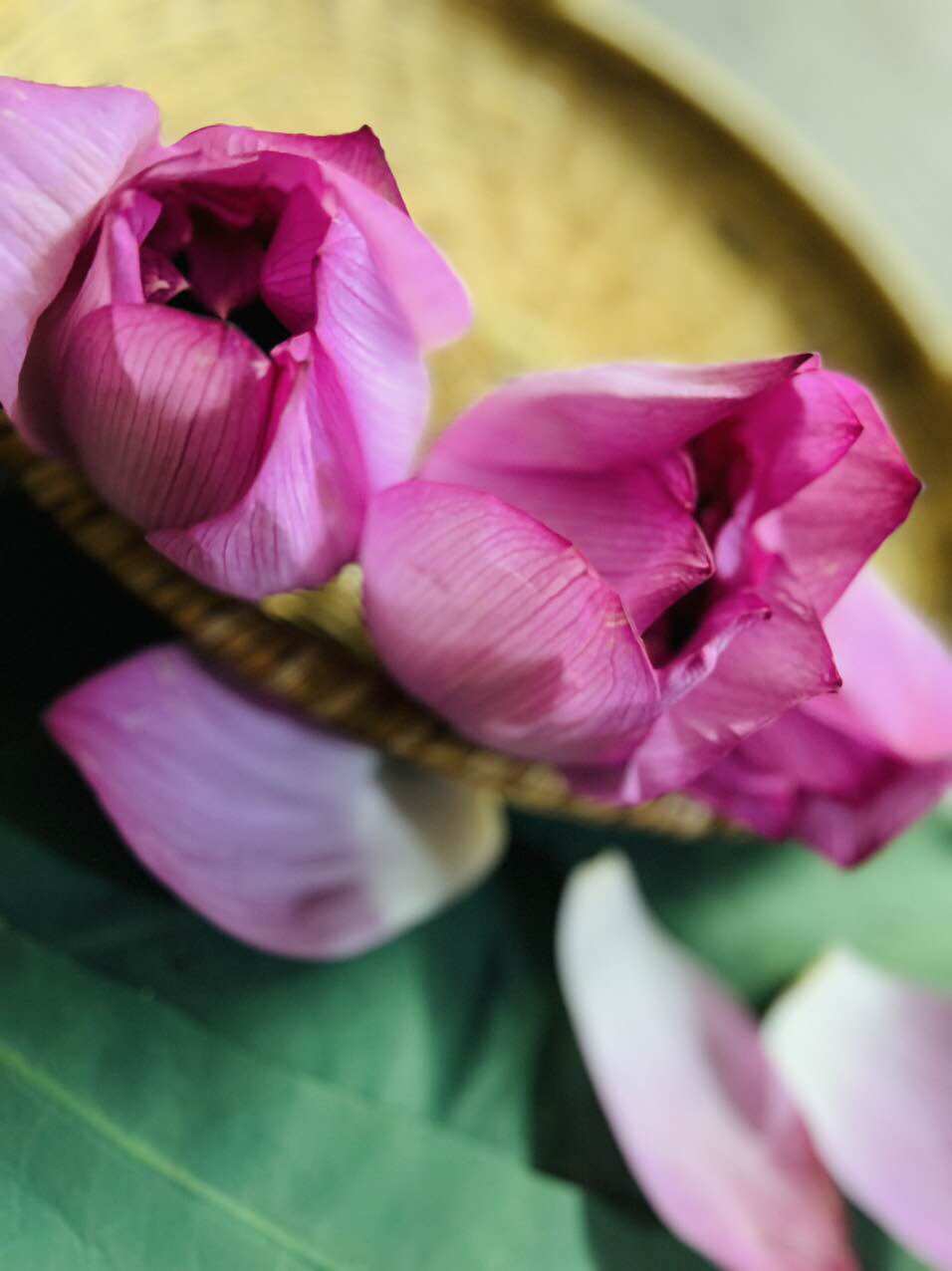 Trà Búp Sen Hồ Tây (Sấy Thăng Hoa)