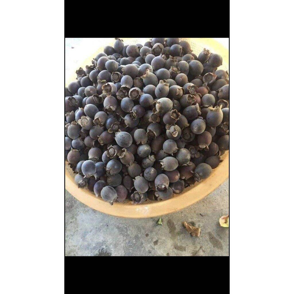 1kg quả sim rừng khô chuẩn