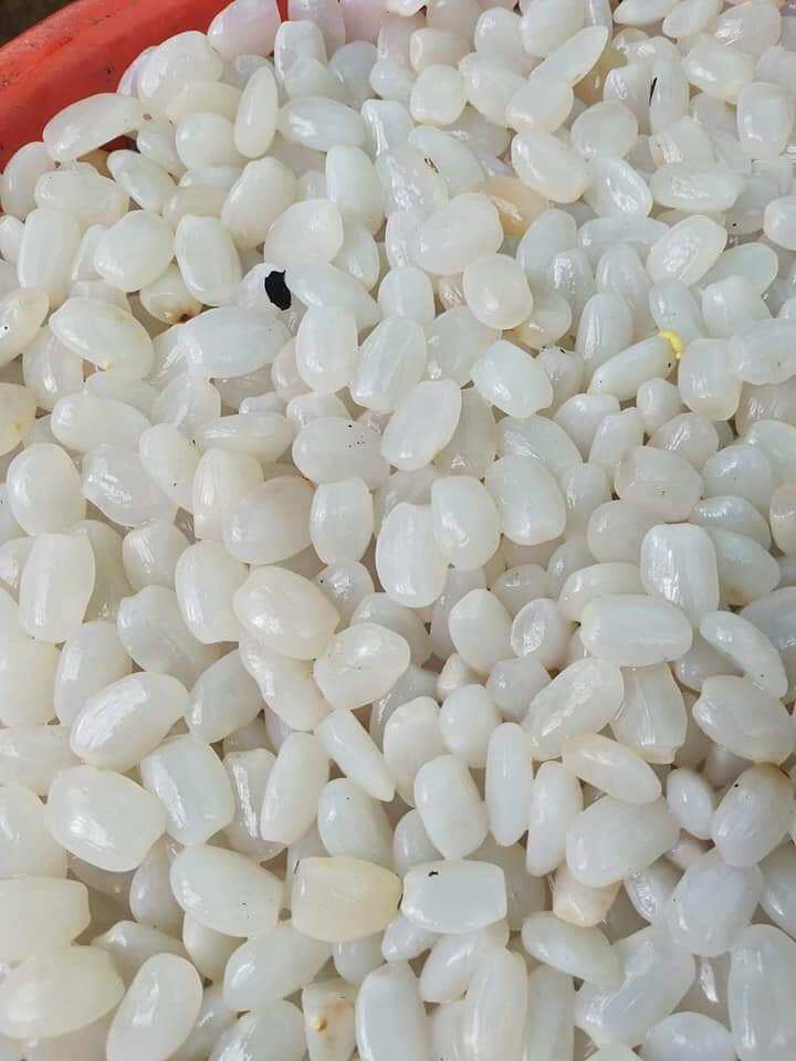 Hạt đác rừng tươi Phú Yên