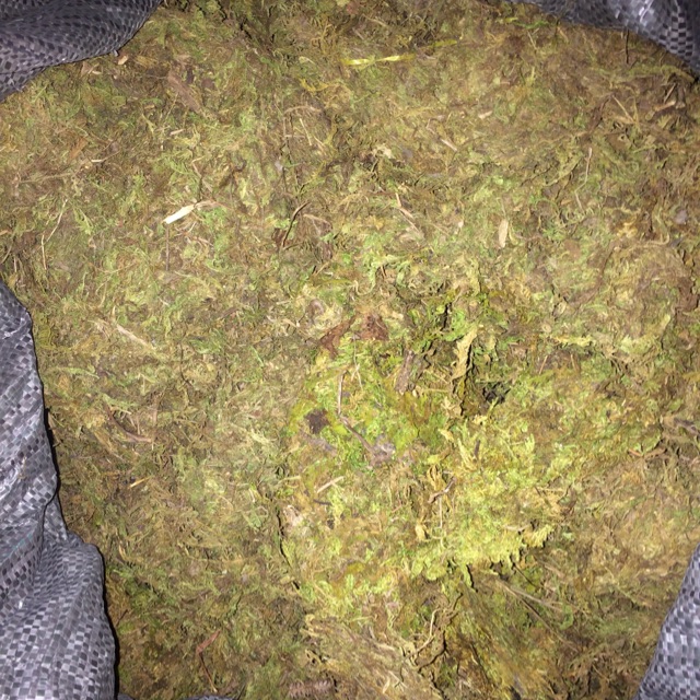 Rêu rừng cho ốc mượn hồn 100g
