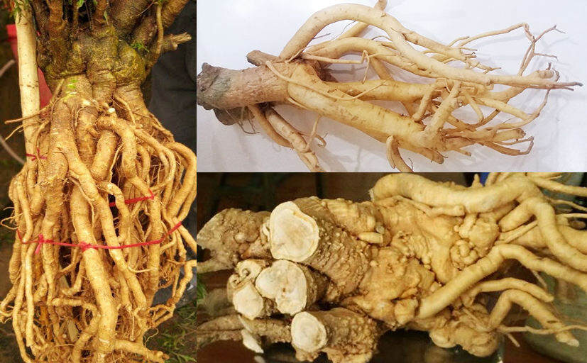 Rễ đinh lăng tươi 1củ 3kg