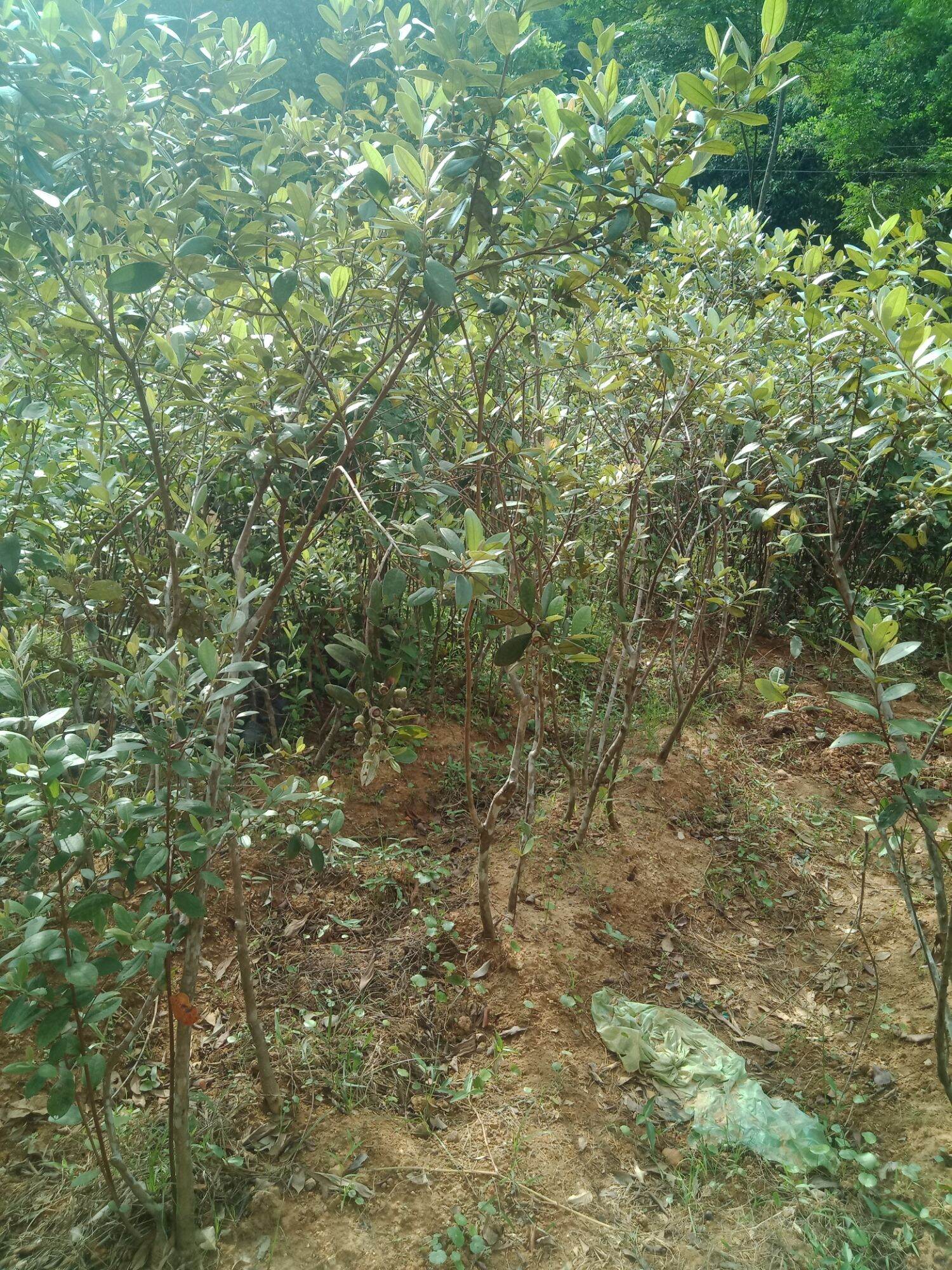 Giống cây sim rừng