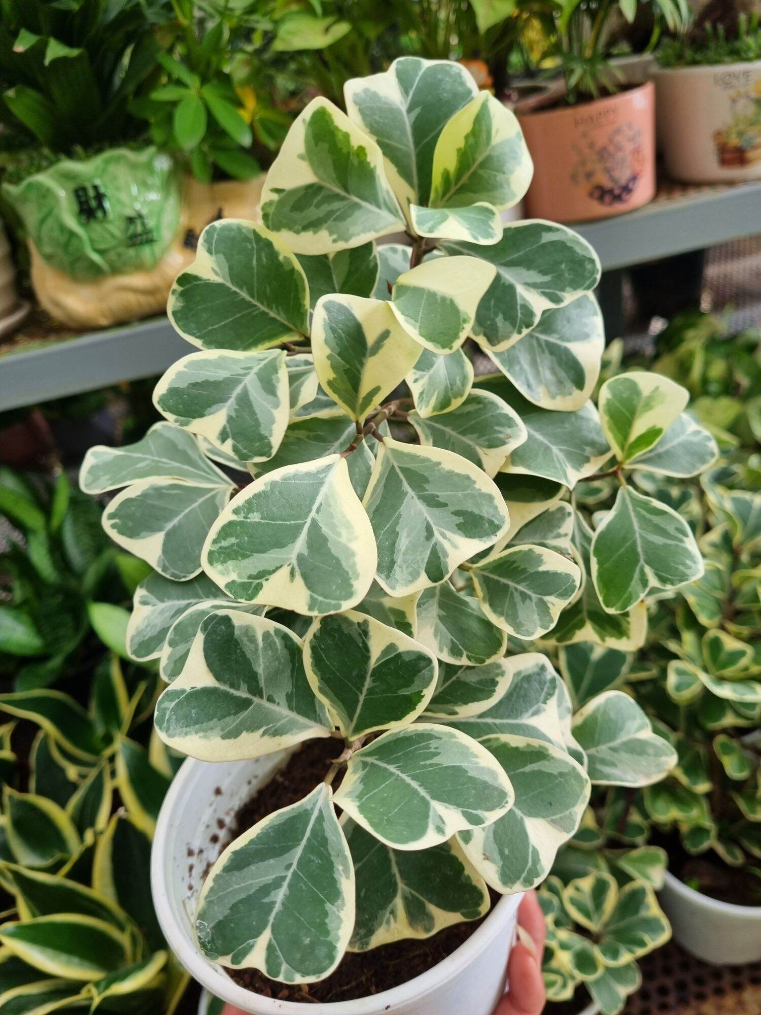 Cây Bàn cẩm thạch