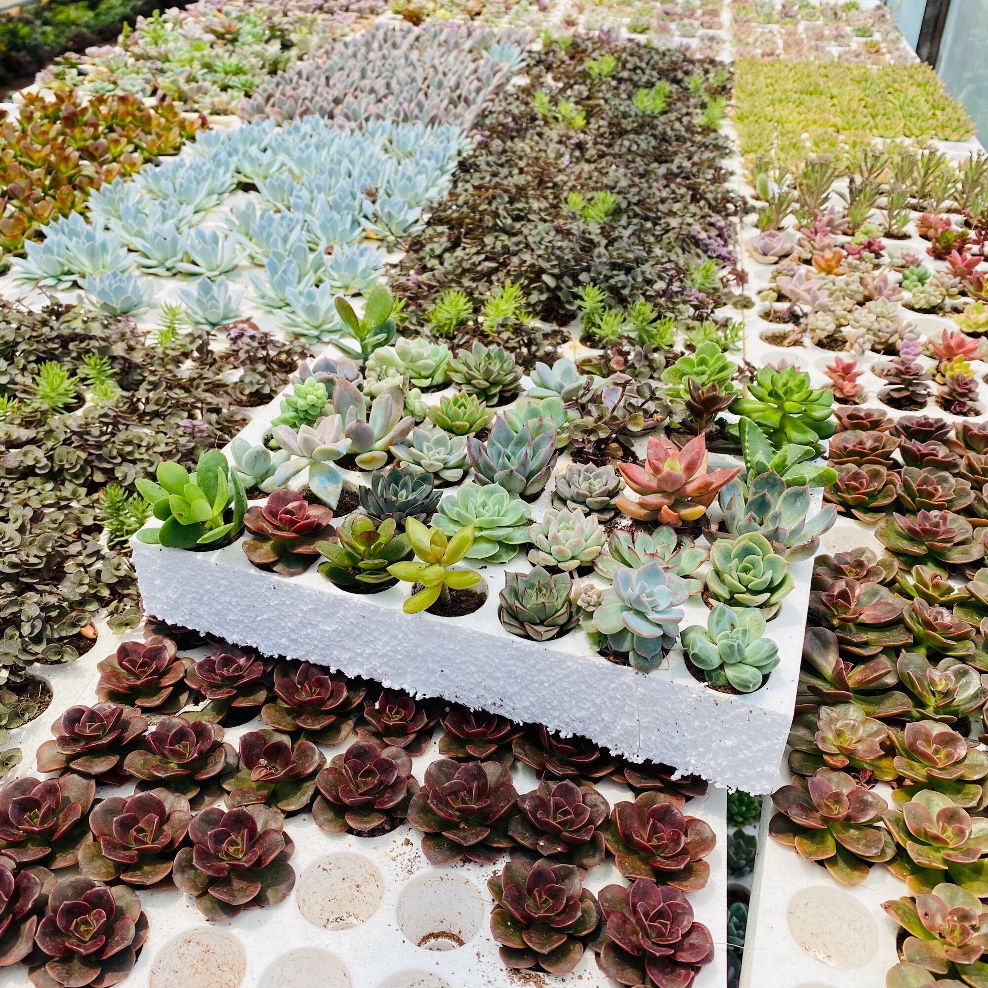 Sen đá mini ( sen vỉ ) size 3-5Cm 😍 FARM HẠT GIỐNG TRỜI BAN