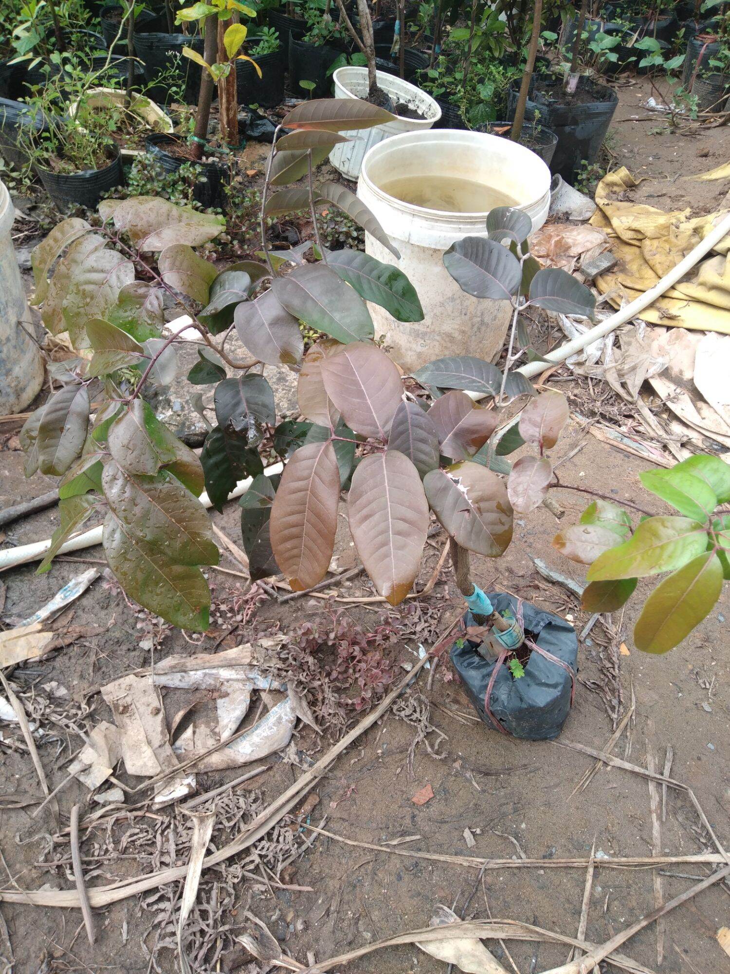 cây nhãn long tím cây đẹp.