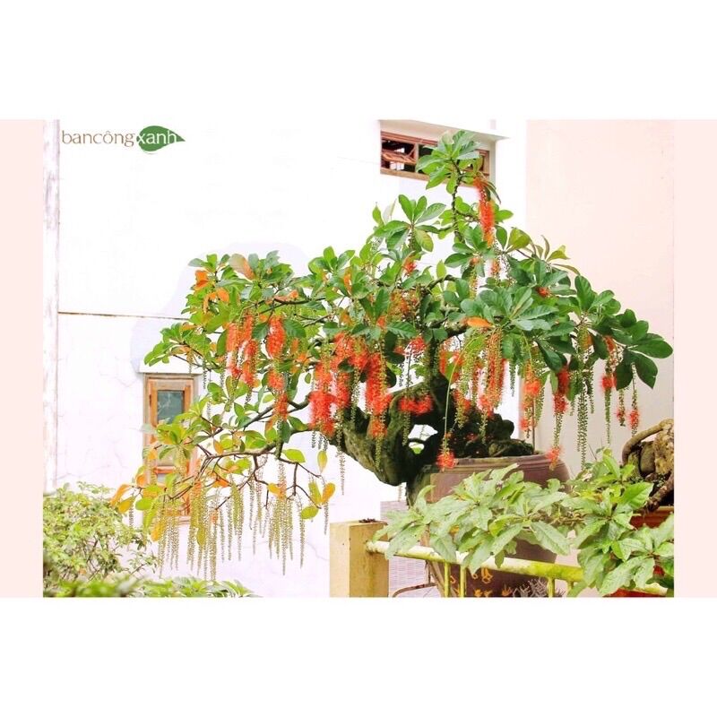 Cây giống Lộc vừng