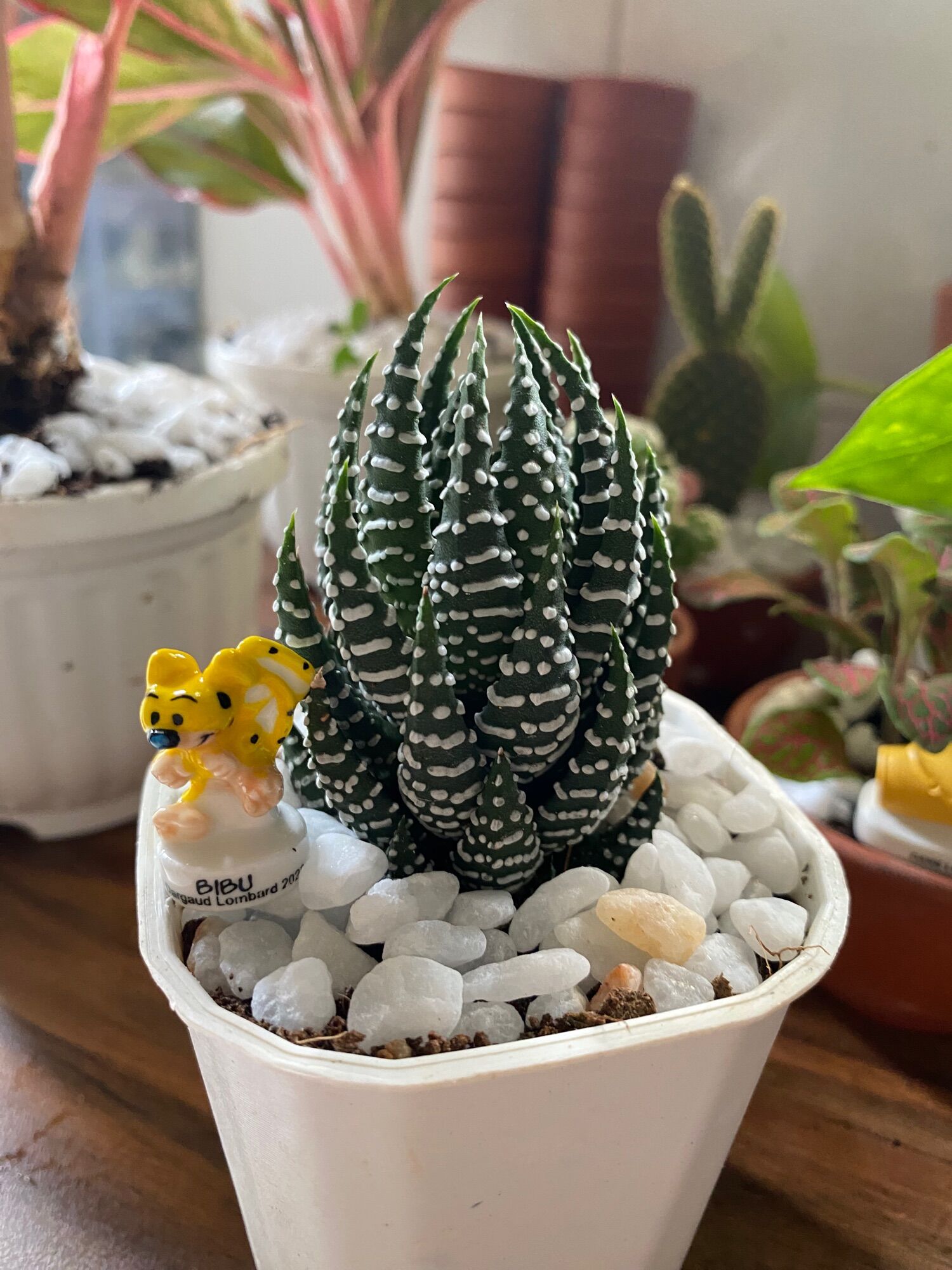 SEN ĐÁ MÓNG RỒNG ( 12 CM ) kèm chậu Mr Moon.