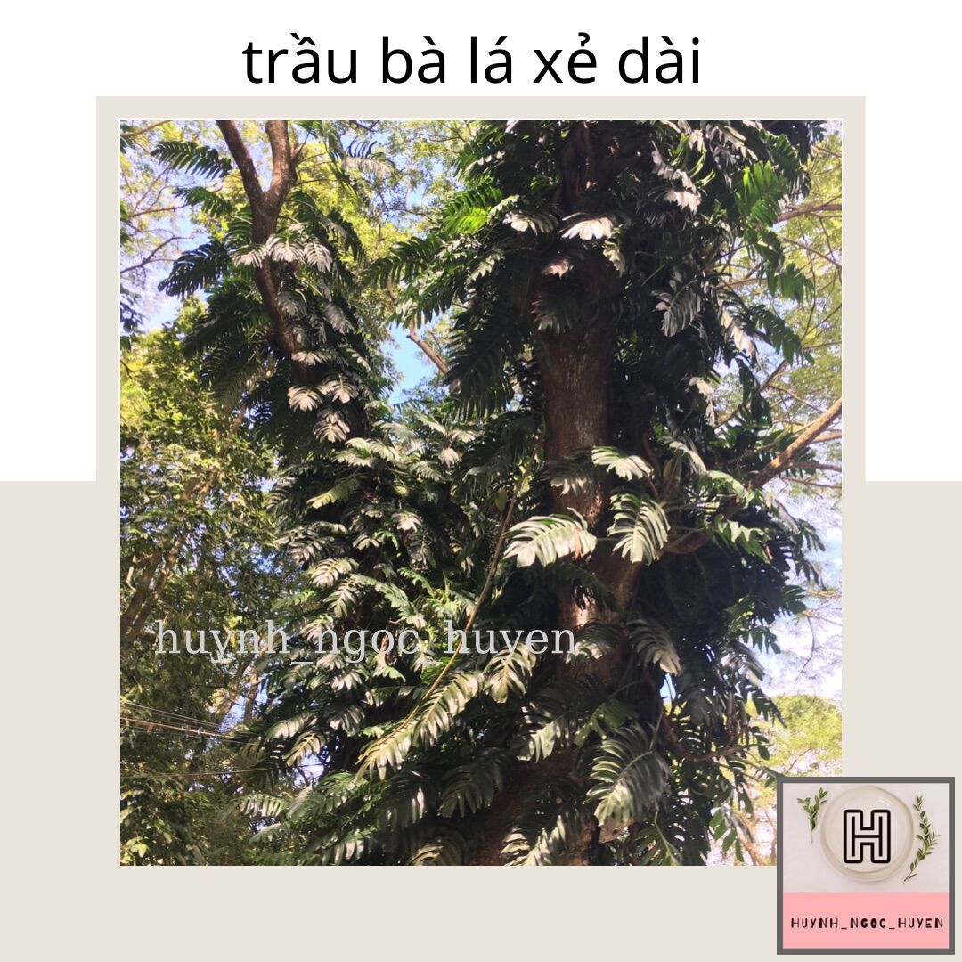 Trầu bà lá xẻ dài