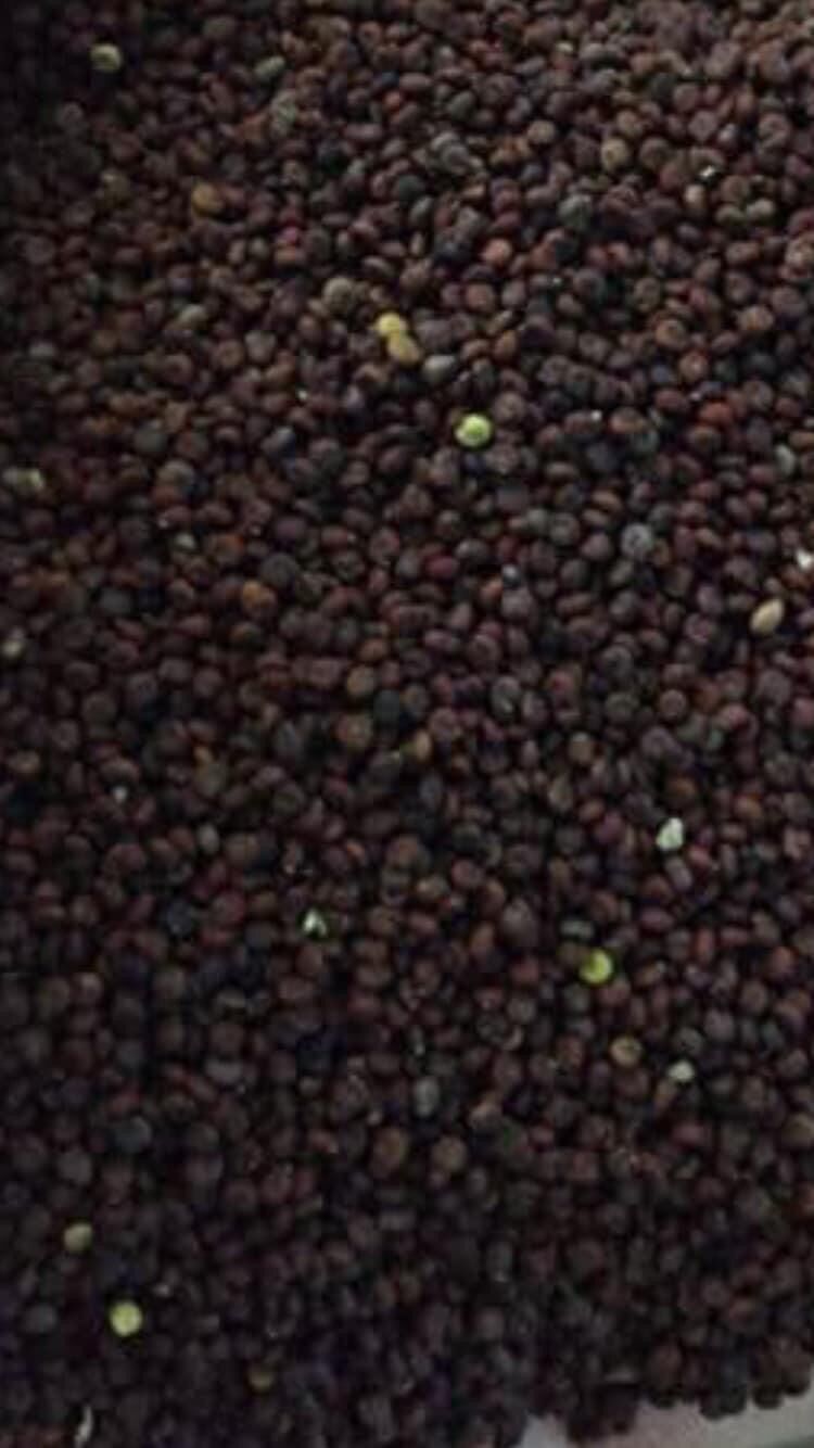 Hạt Mần Ri Thức Ăn Cho Cu Gáy Căng Lửa 1Kg