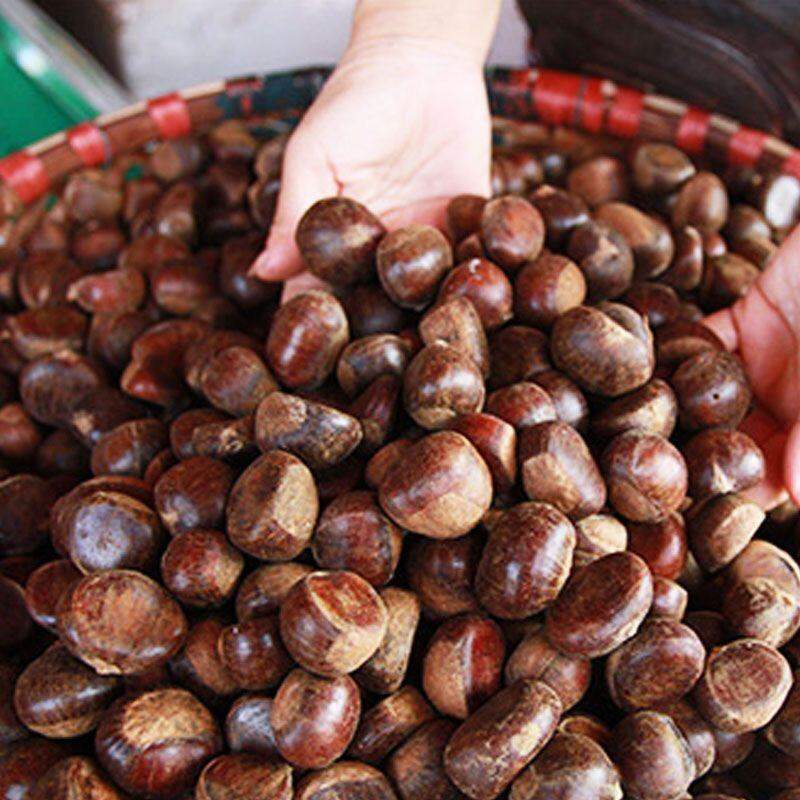 🌰Hạt dẻ tươi Đà Lạt đến mùa rồi nhé cả nhà ơi!