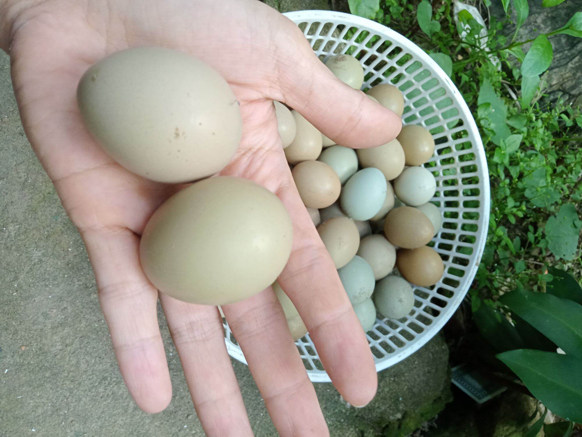 5 trứng chim trĩ về  ăn