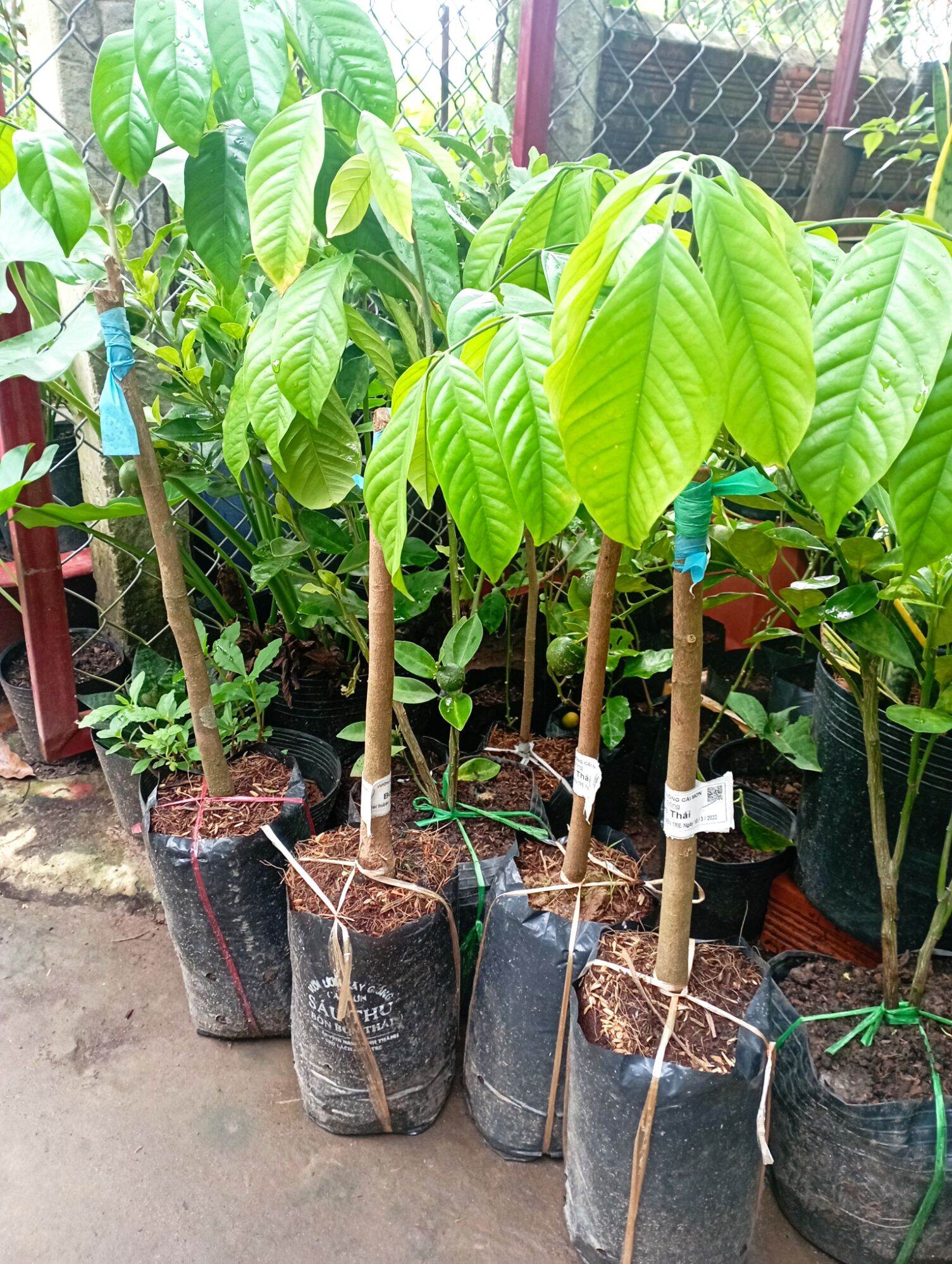 cây giống Bòn Bon Thái