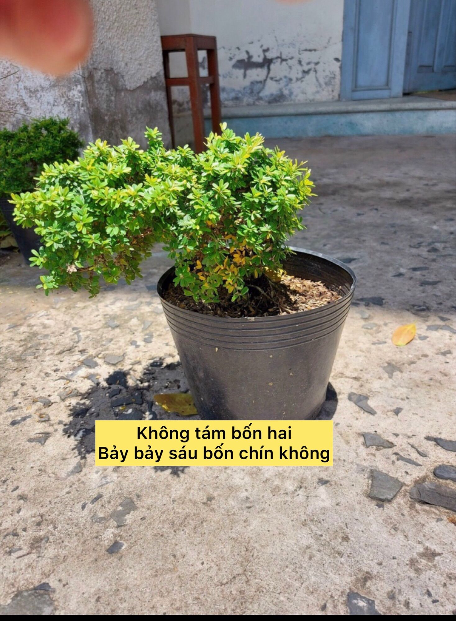 cây linh sam hạt gạo tân phú bonsai mini