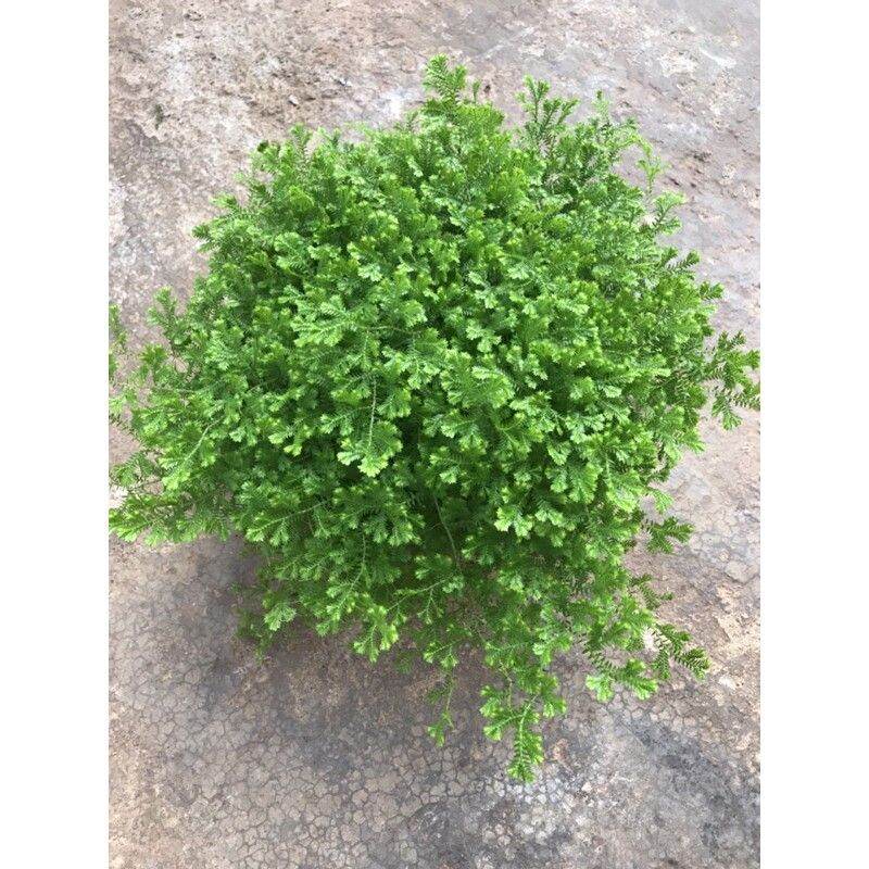 Rêu san hô- sợi rêu mịn phủ đều chậu..