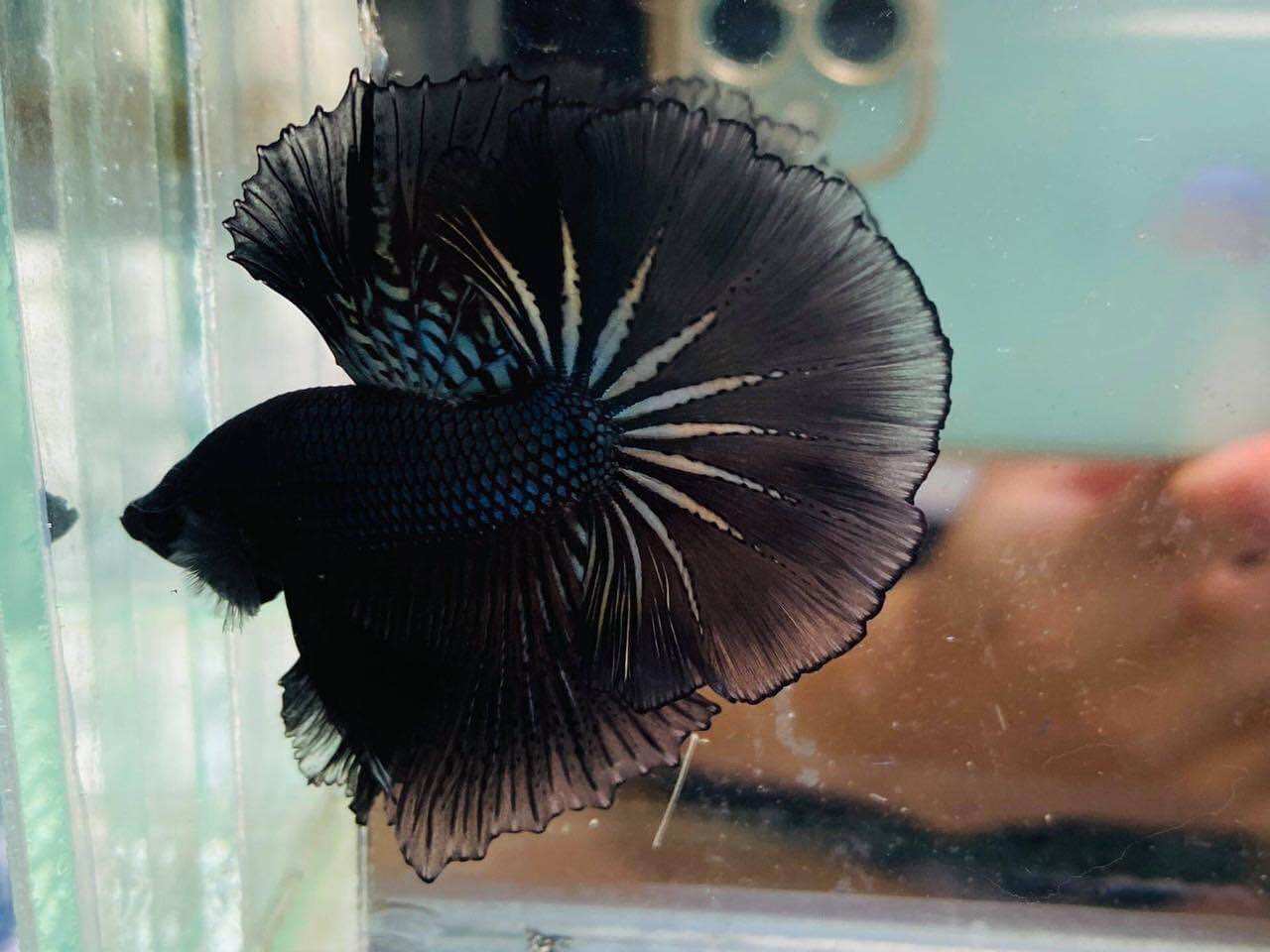 Betta Halfmoon trống