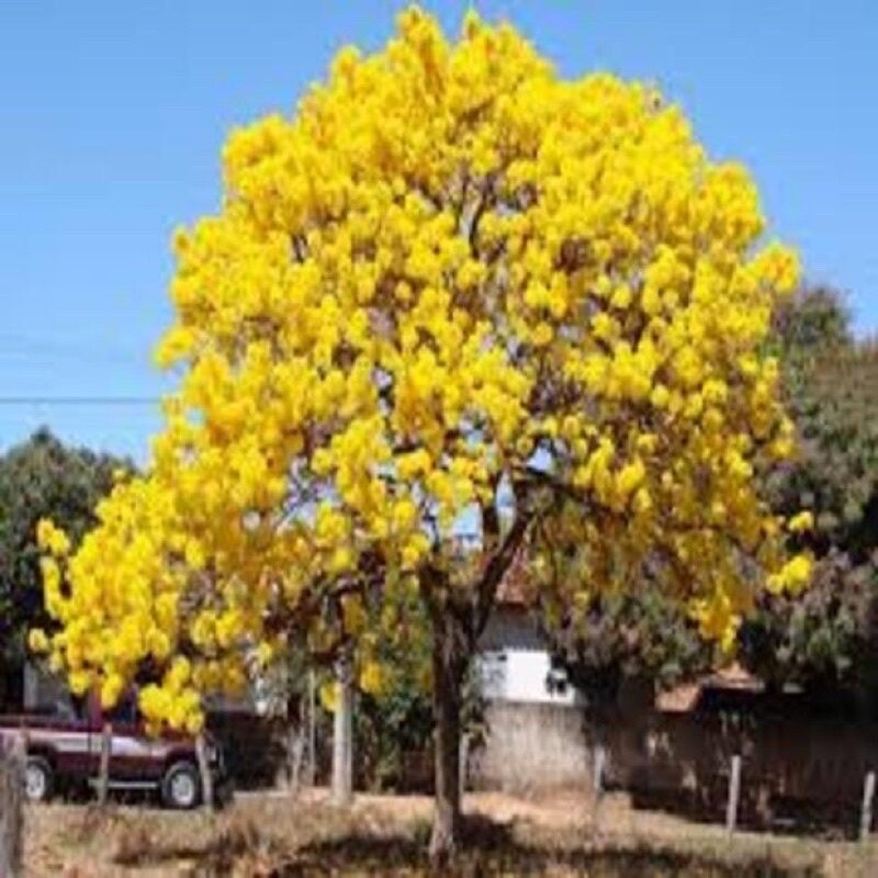 Com bo 2 cây hoa Phong Linh Lan