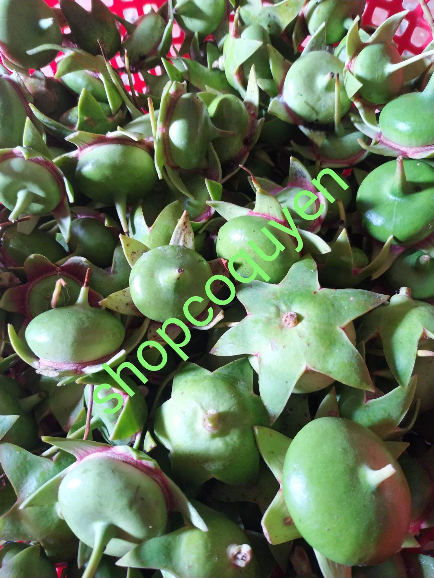 50 hạt giống quả bần chua