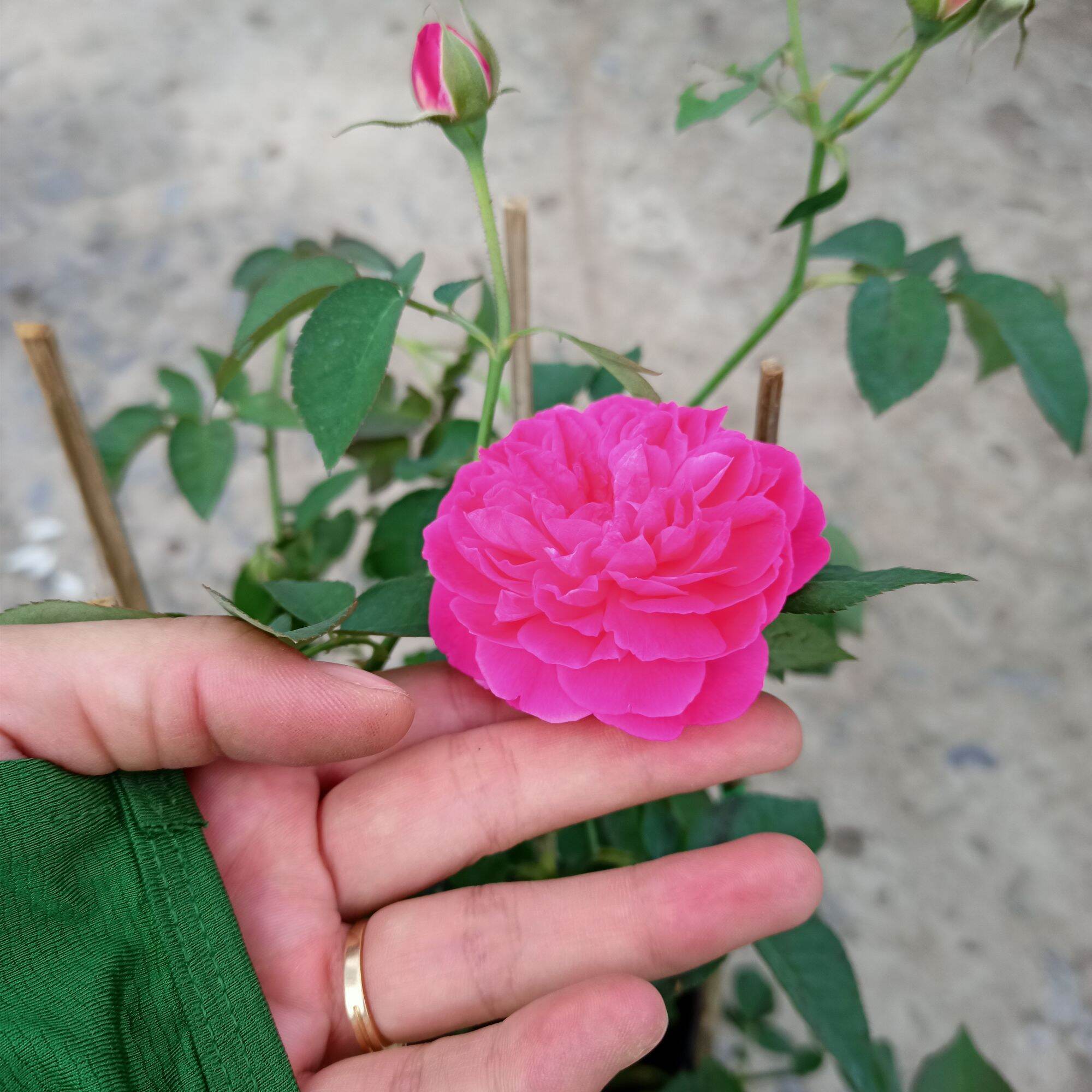 Chậu cây hoa hồng tường vy siêu nụ