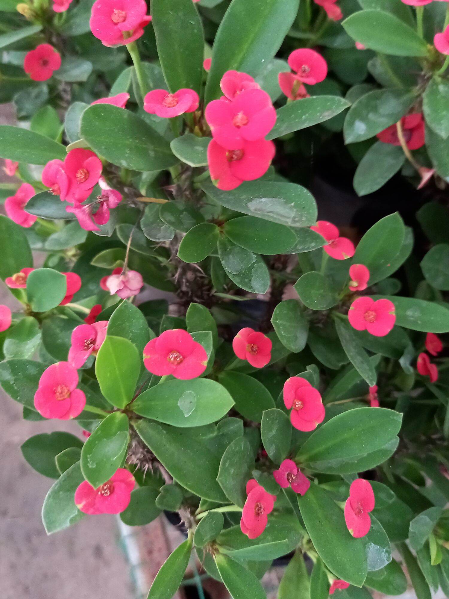 Cây sương rồng đỏ bát tiên siêu hoa