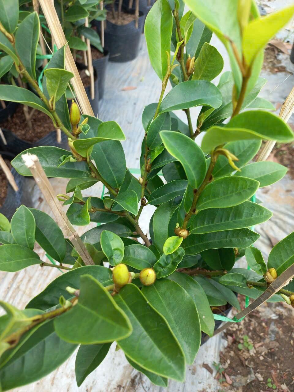 cây hoa hàm tiếu siêu hoa ,hoa thơm.