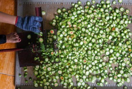 [HCM]LÁ TẮM BÉ THẢO MỘC