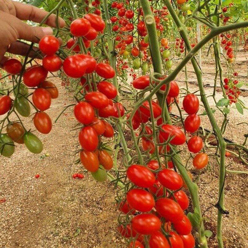 HẠT CÀ CHUA CHERRY gói 0,1 gram
