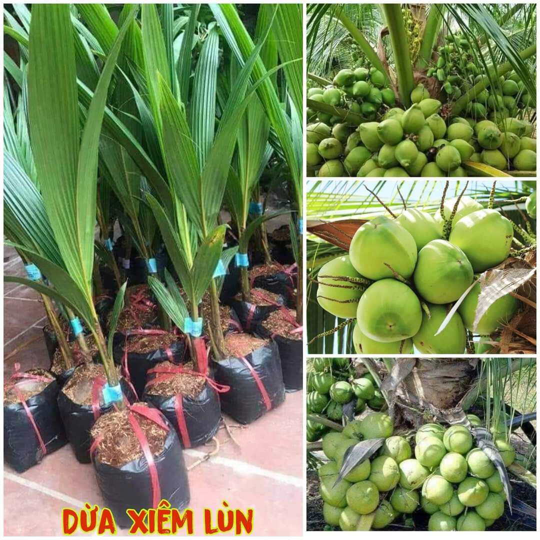 Cây giống dừa xiêm lùn bến tre cho trái xum xuê