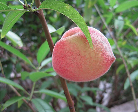 CÂY ĐÀO TIÊN NHẬT BẢN