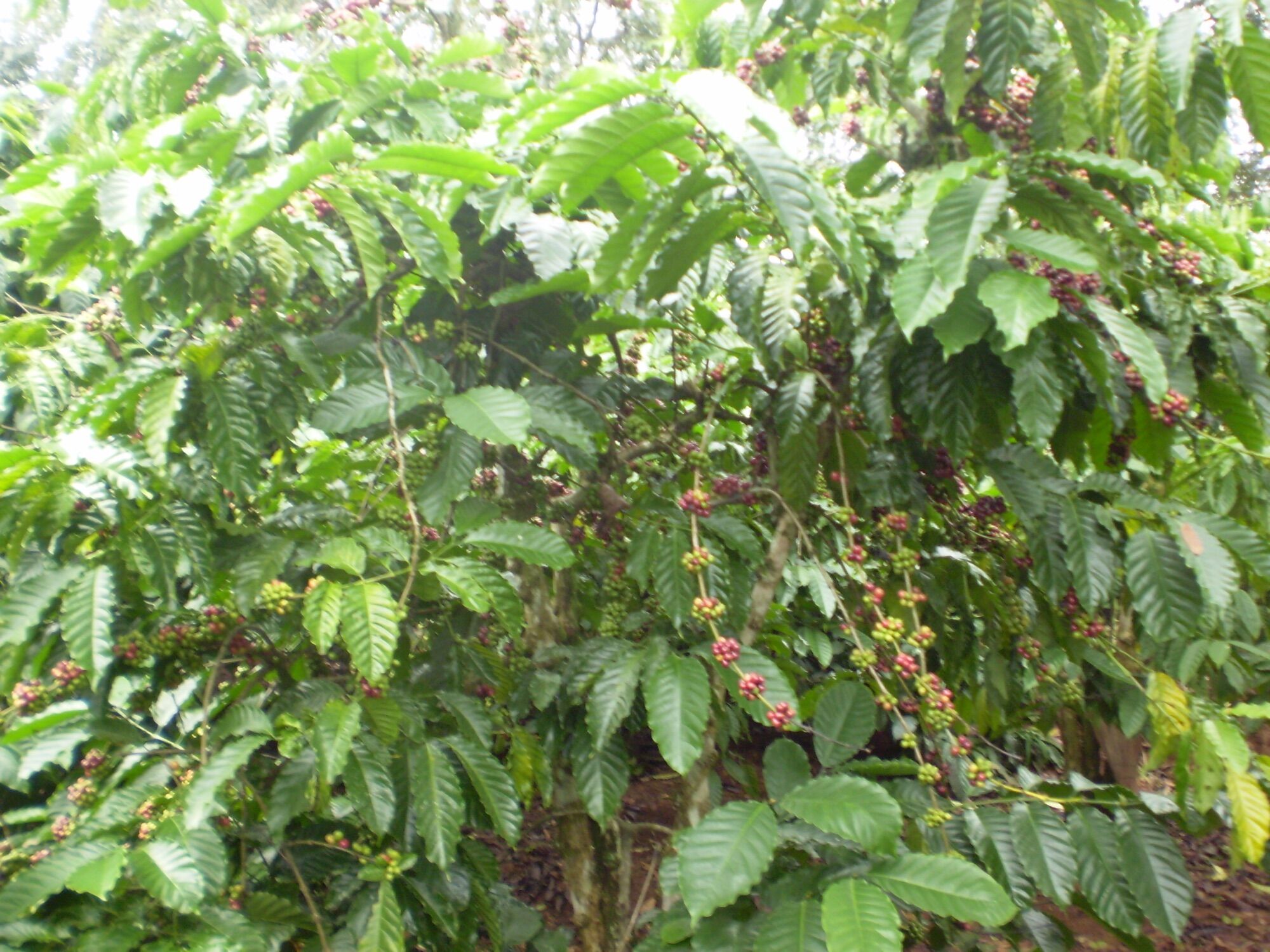 Cà phê Đắk Lắk DENA coffee (500gr)