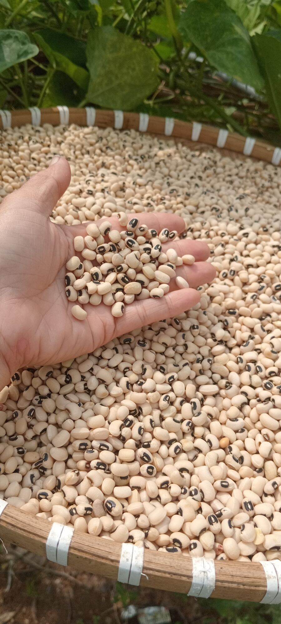 Đậu trắng hạt nhỏ- đậu hữu cơ nhà trồng
