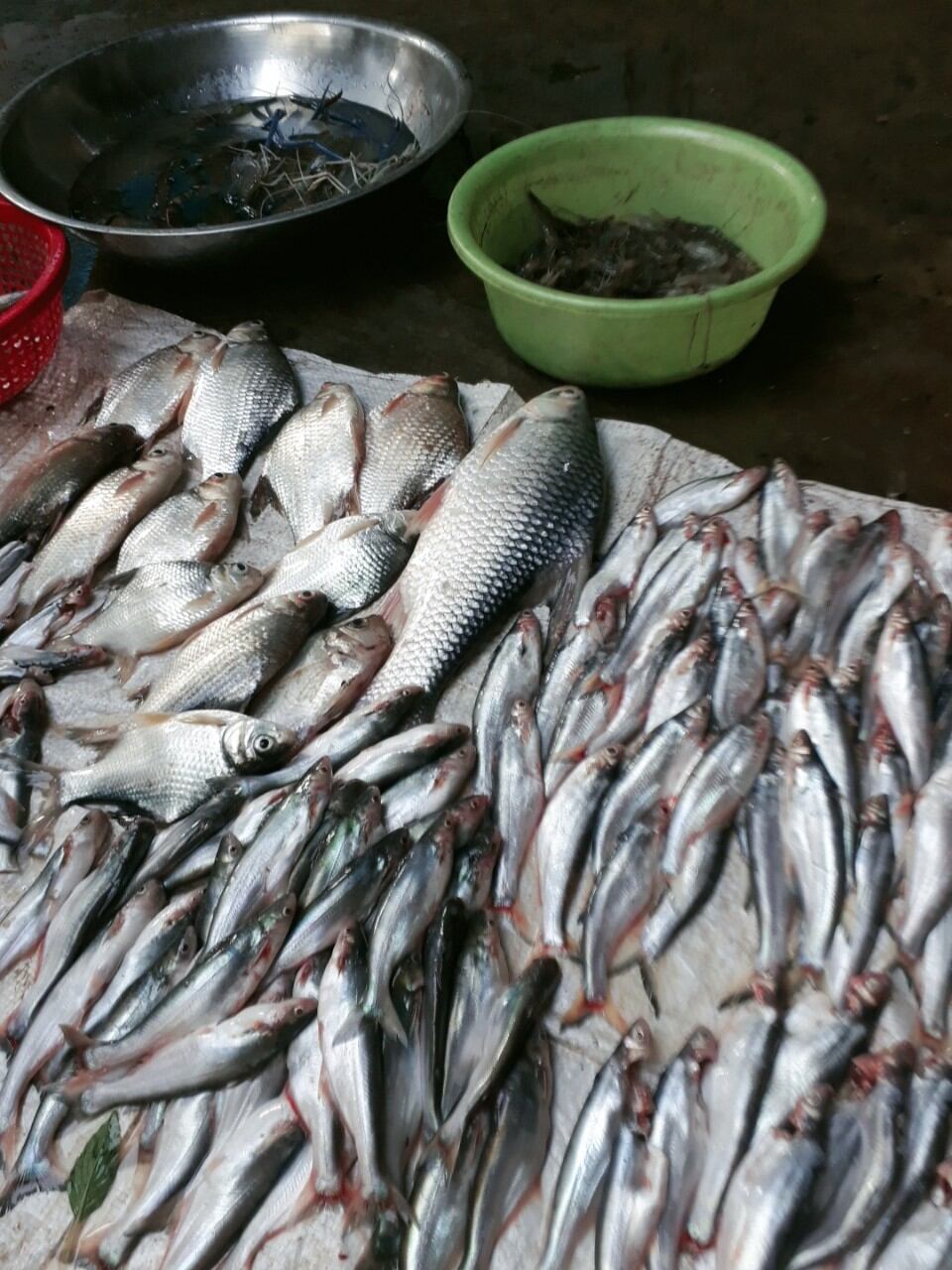 MỒI CÂU CÁ LĂNG THAILAND MẨU MỚI 200G