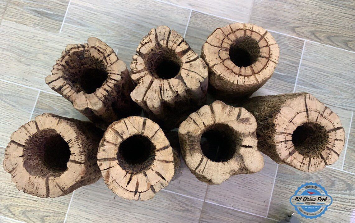 LŨA XƯƠNG RỒNG TEDDY BEAR CHOLLA CACTUS WOOD.