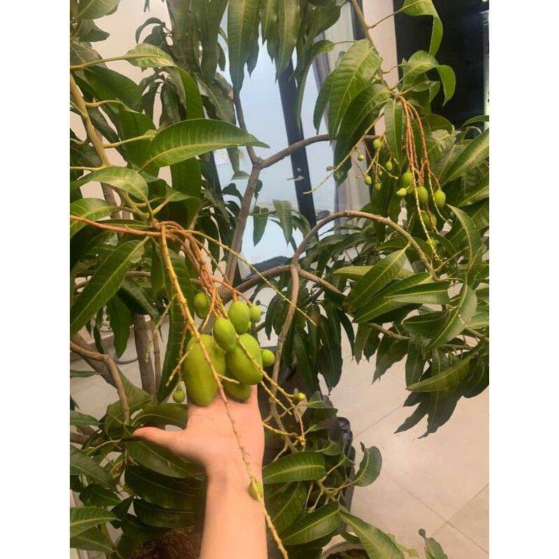 CÂY GIỐNG XOÀI ĐỎ Nhật BẢN TRỒNG CHẬU