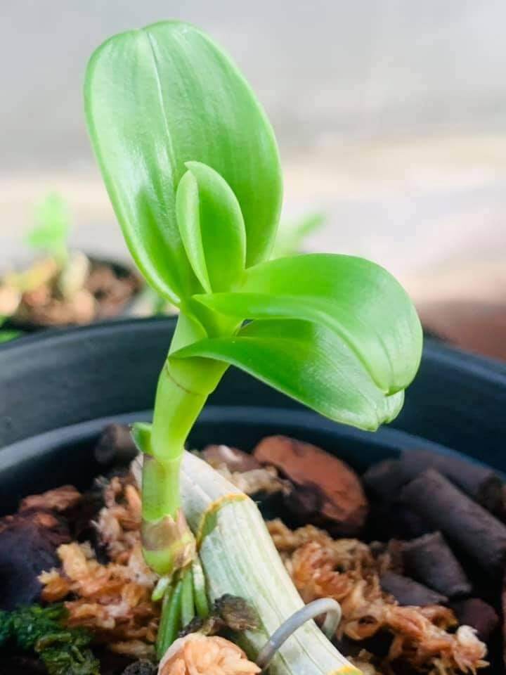 Ki phi điệp lá mít gân xếp