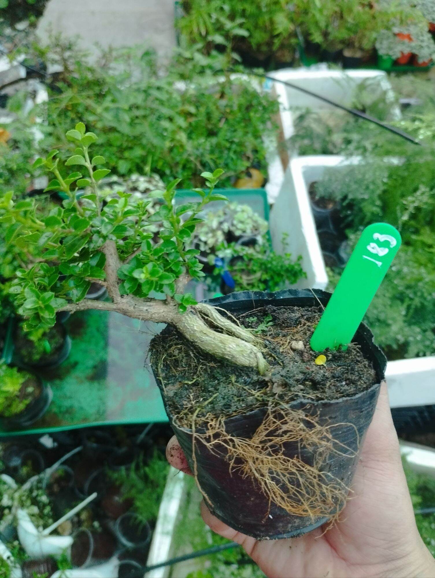 San hương mini bonsai