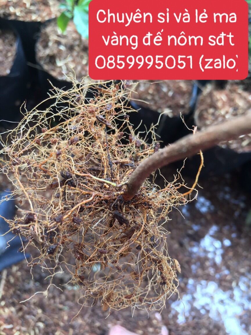 20 cây mai vàng con đế nôm cao 40-60cm