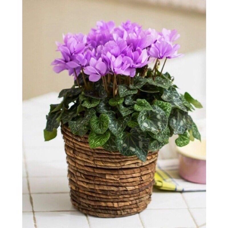 Củ hoa anh thảo sỉ 4k(set 5củ)